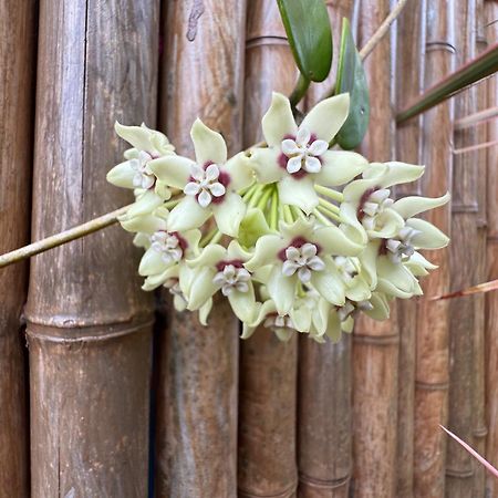 Tropical Zen Bungalow Pahoa Dış mekan fotoğraf