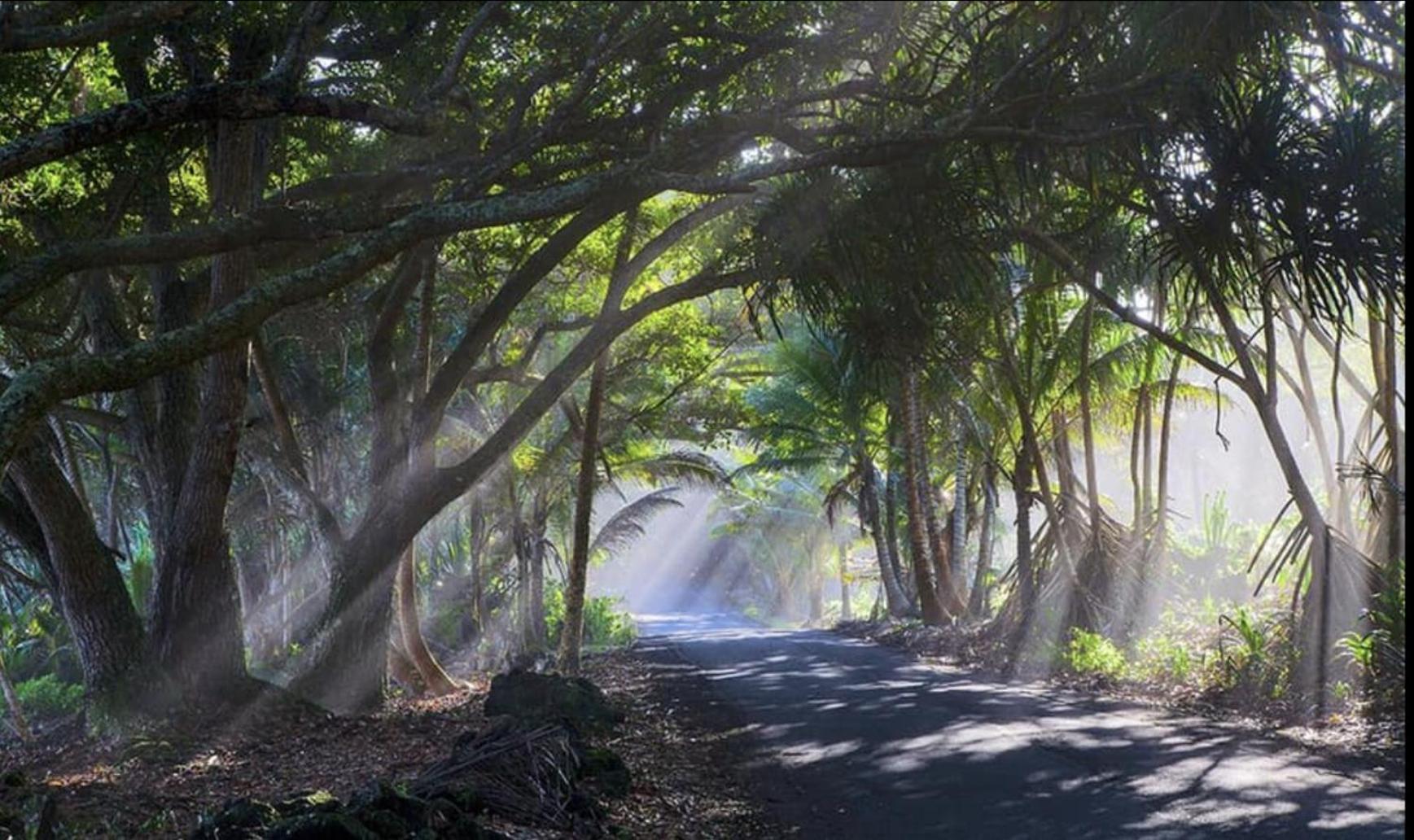 Tropical Zen Bungalow Pahoa Dış mekan fotoğraf