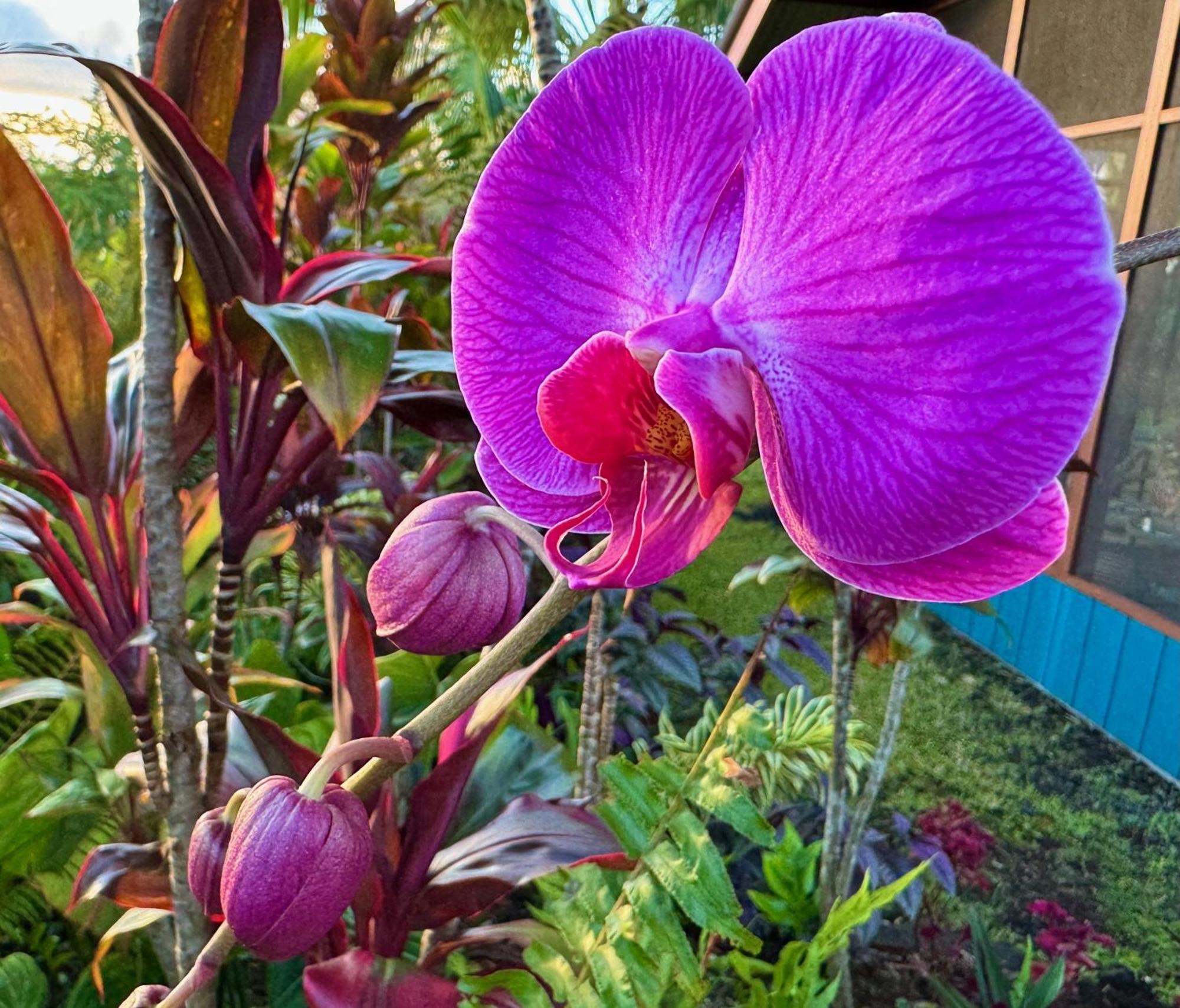 Tropical Zen Bungalow Pahoa Dış mekan fotoğraf